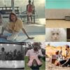 Videoclipes novidades Música Brasileira