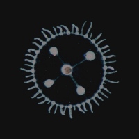 luedji luna um mar pra cada um